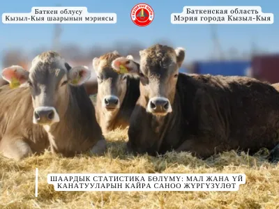 ШААРДЫК СТАТИСТИКА БӨЛҮМҮ: МАЛ ЖАНА ҮЙ КАНАТУУЛАРЫН КАЙРА САНОО ЖҮРГҮЗҮЛӨТ